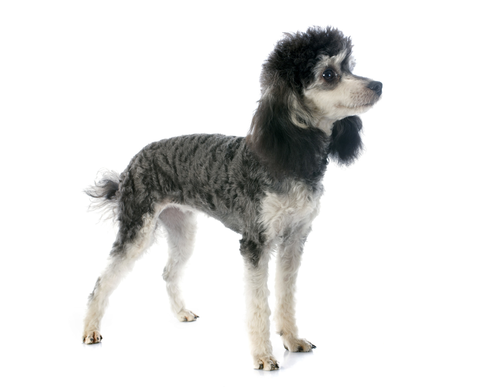 All about poodle and fox terrier breed mix