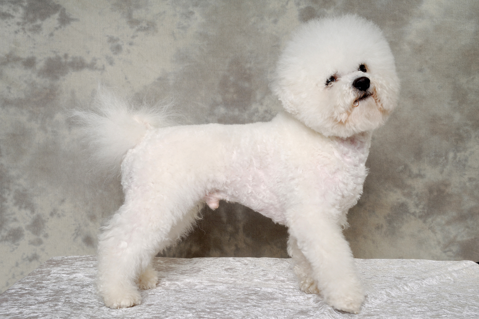 All about poodle and dalmatian breed mix