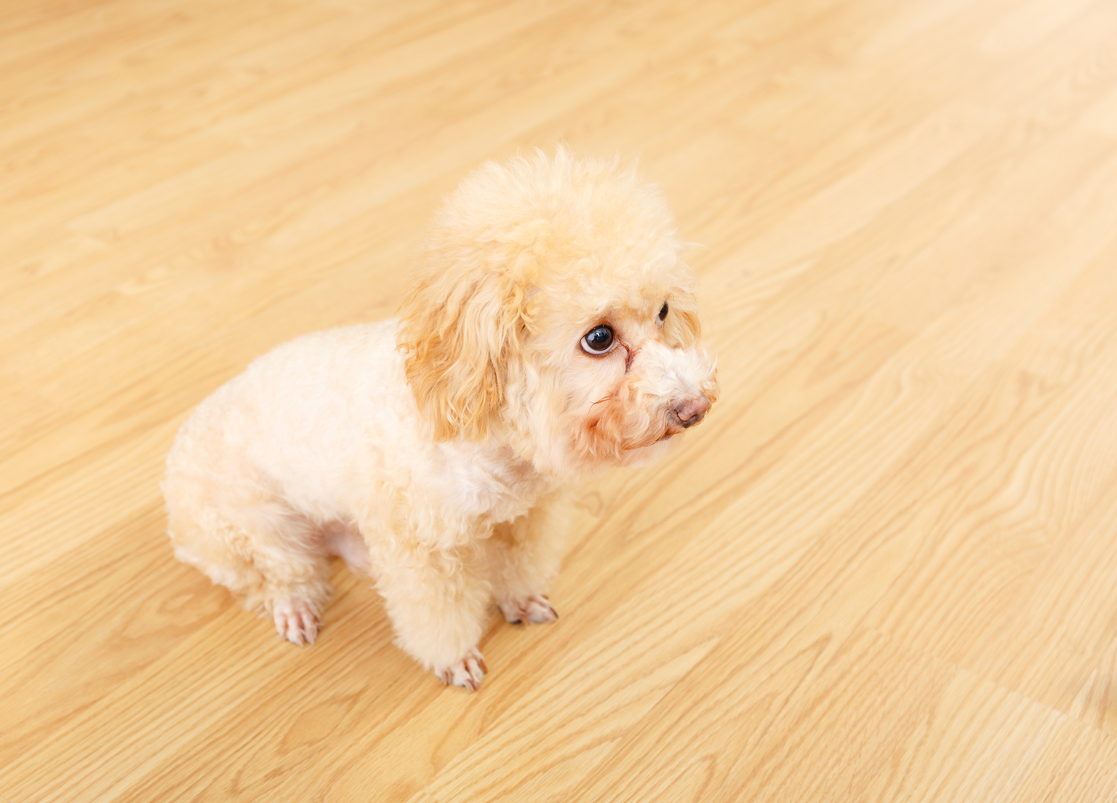 All about poodle and irish setter breed mix