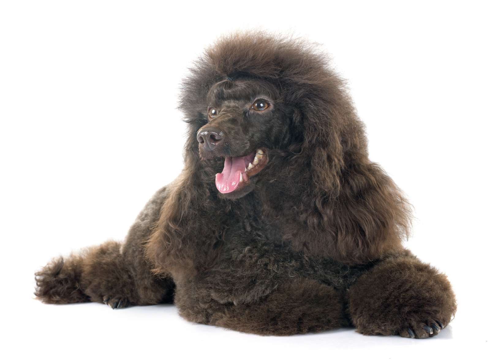 All about poodle and newfoundland breed mix