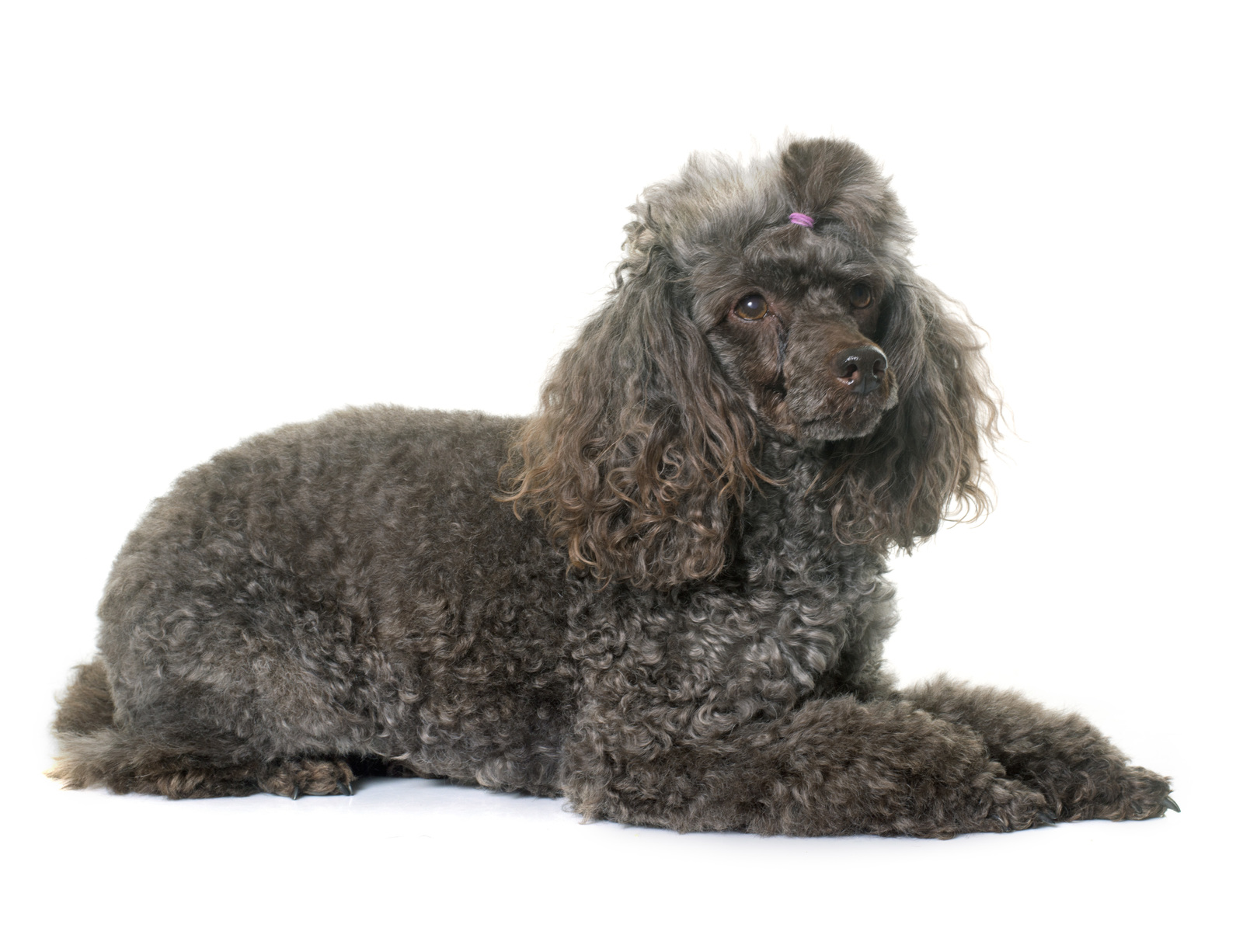 All about poodle and griffon breed mix