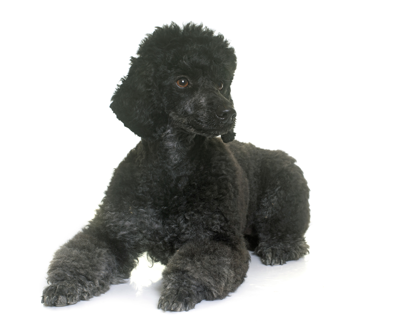All about poodle and bichon frise breed mix