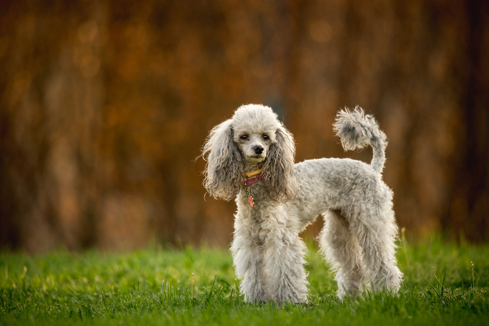 All about poodle and boston terrier breed mix