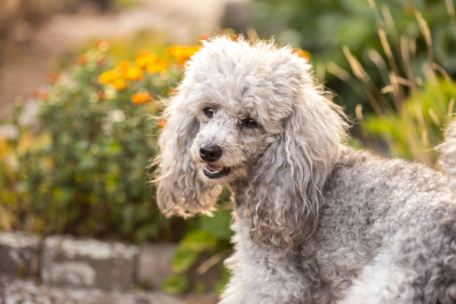 All about poodle and beagle breed mix