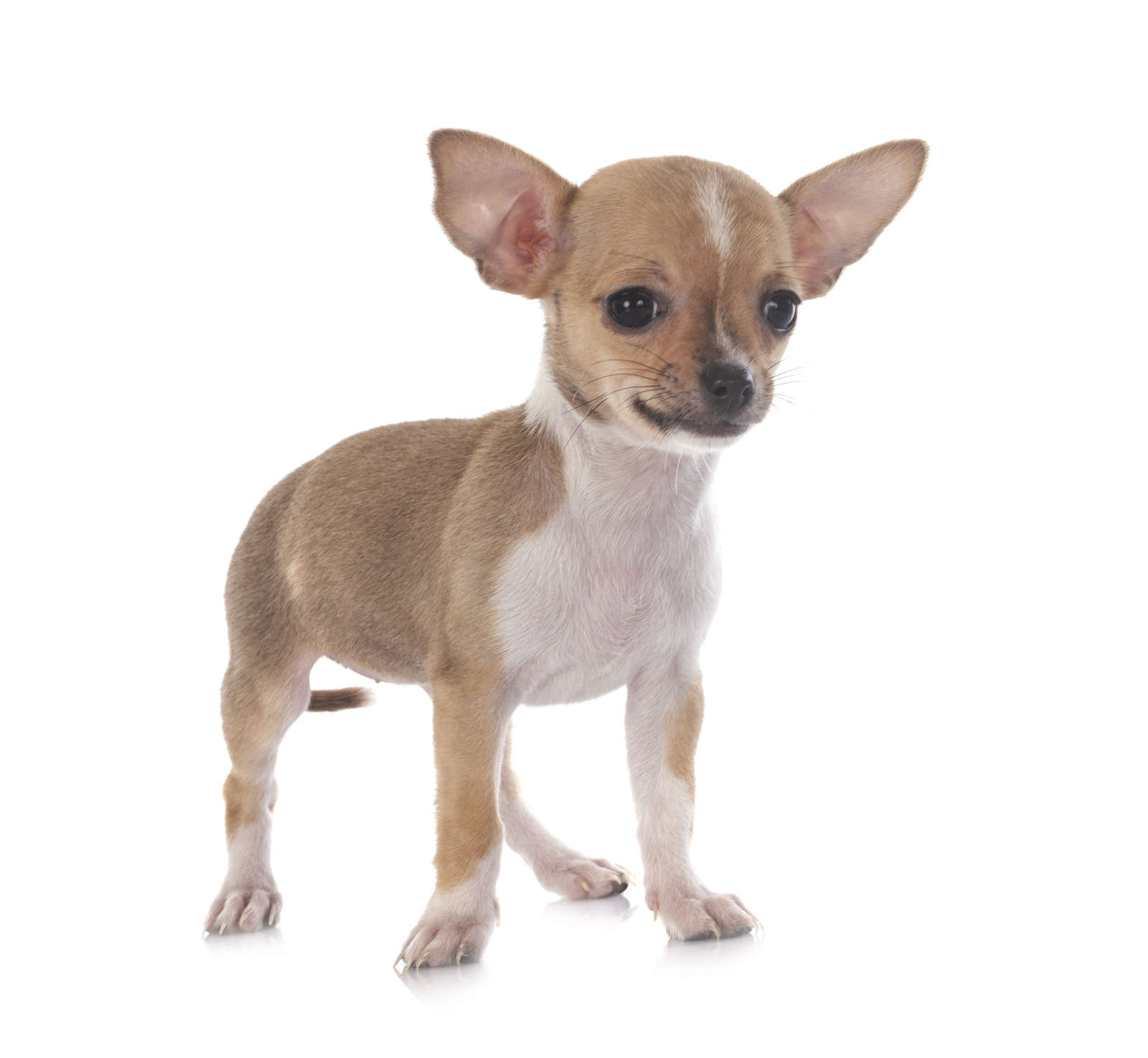All about chihuahua and german spitz breed mix