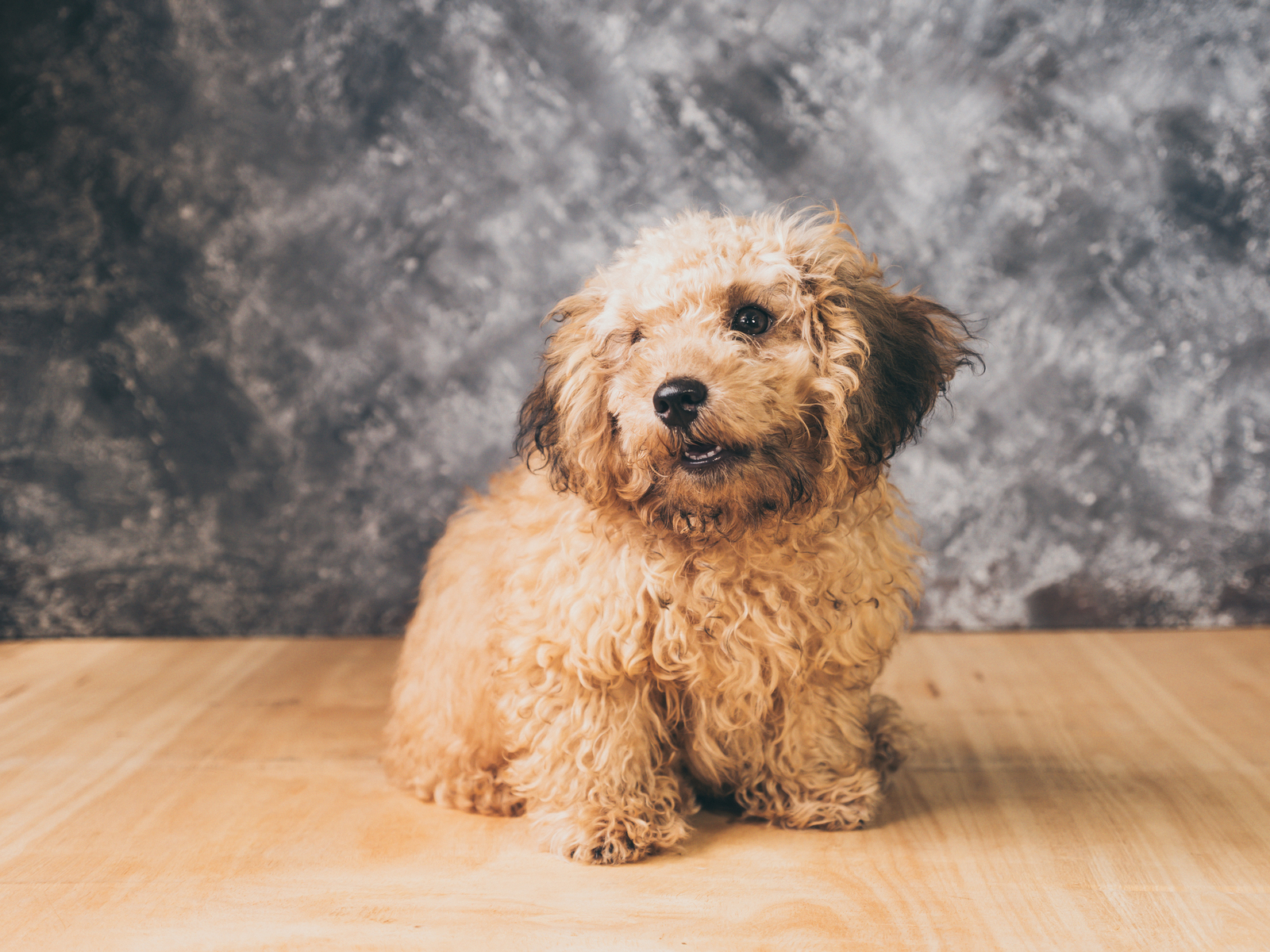 All about poodle and australian shepherd breed mix