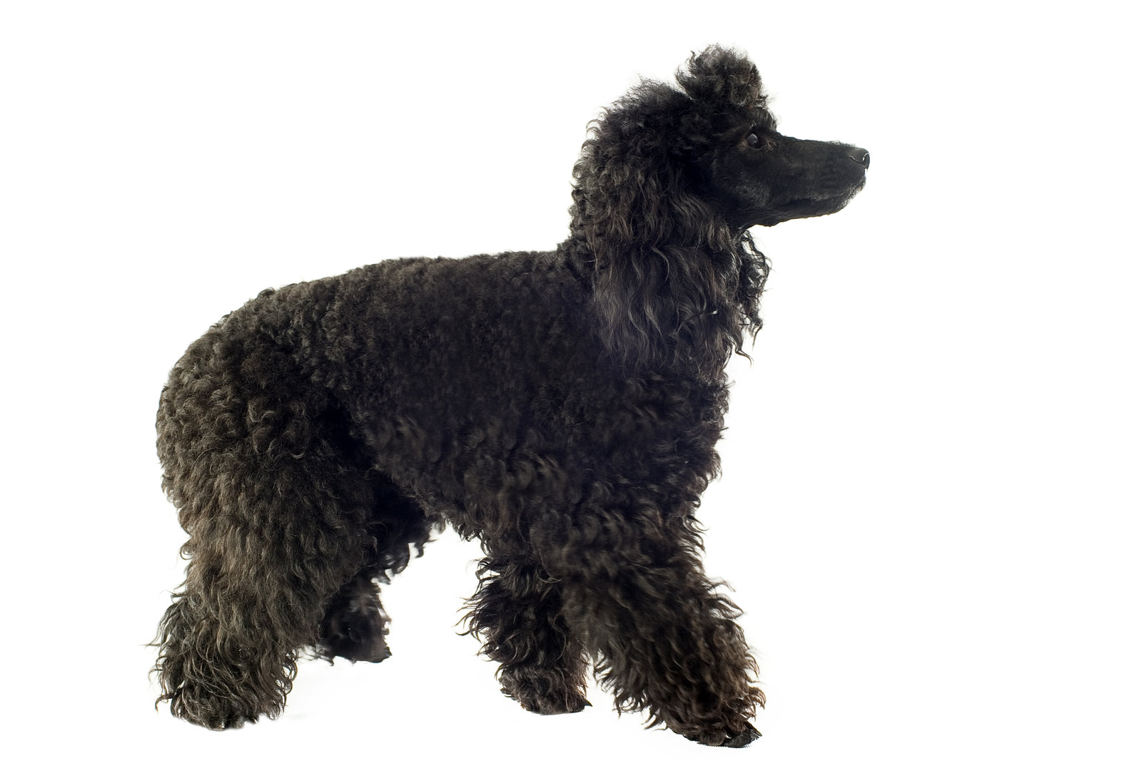 All about poodle and basset hound breed mix
