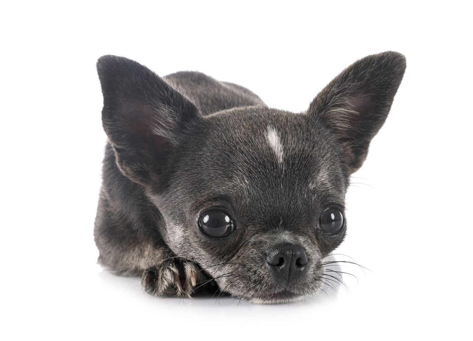 All about chihuahua and french bulldog breed mix