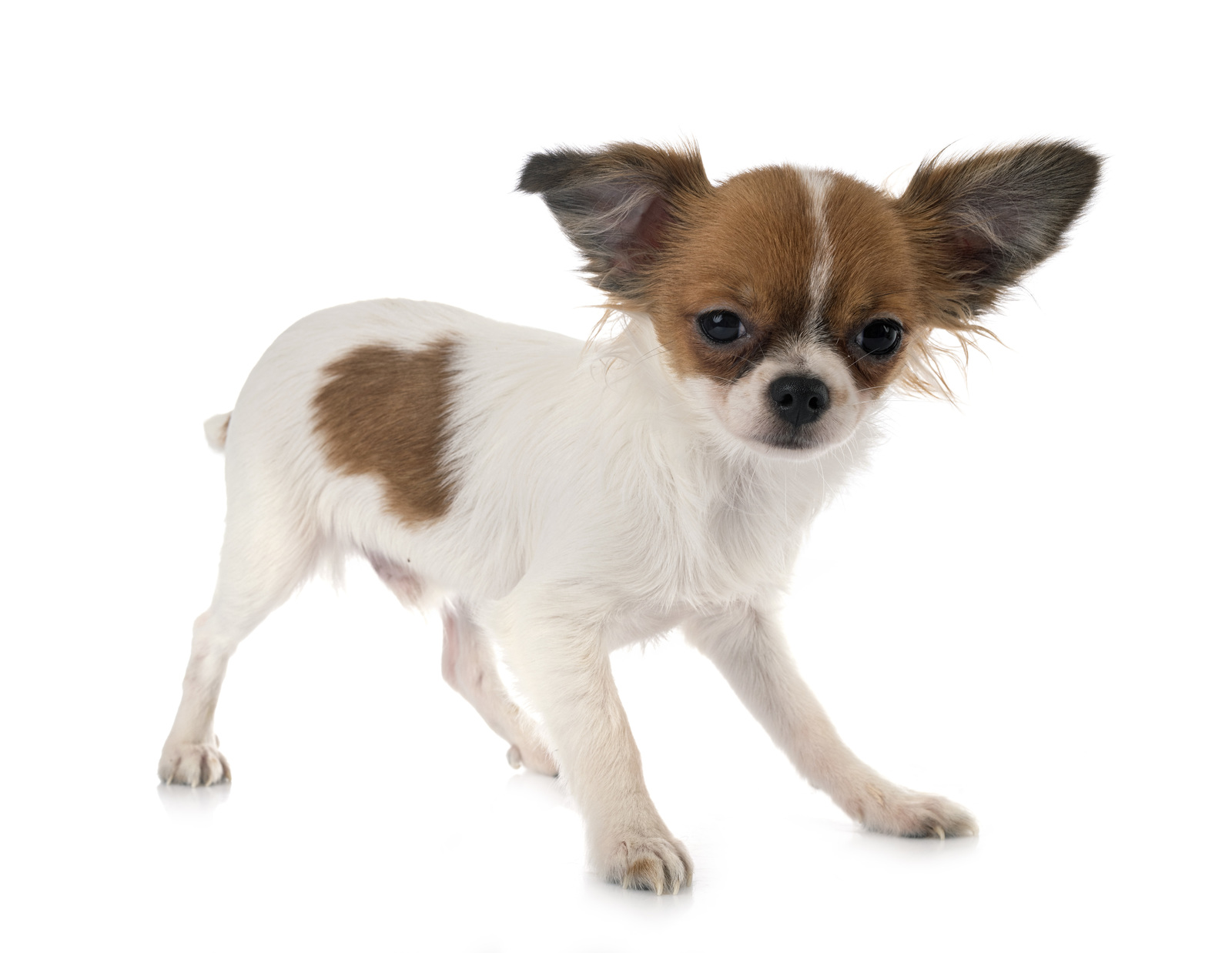 All about chihuahua and perkingese breed mix