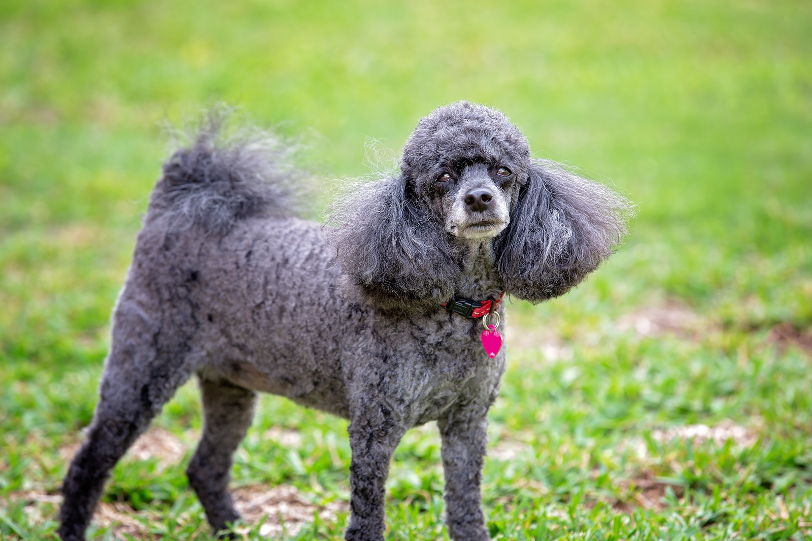 All about poodle and schnauzer breed mix