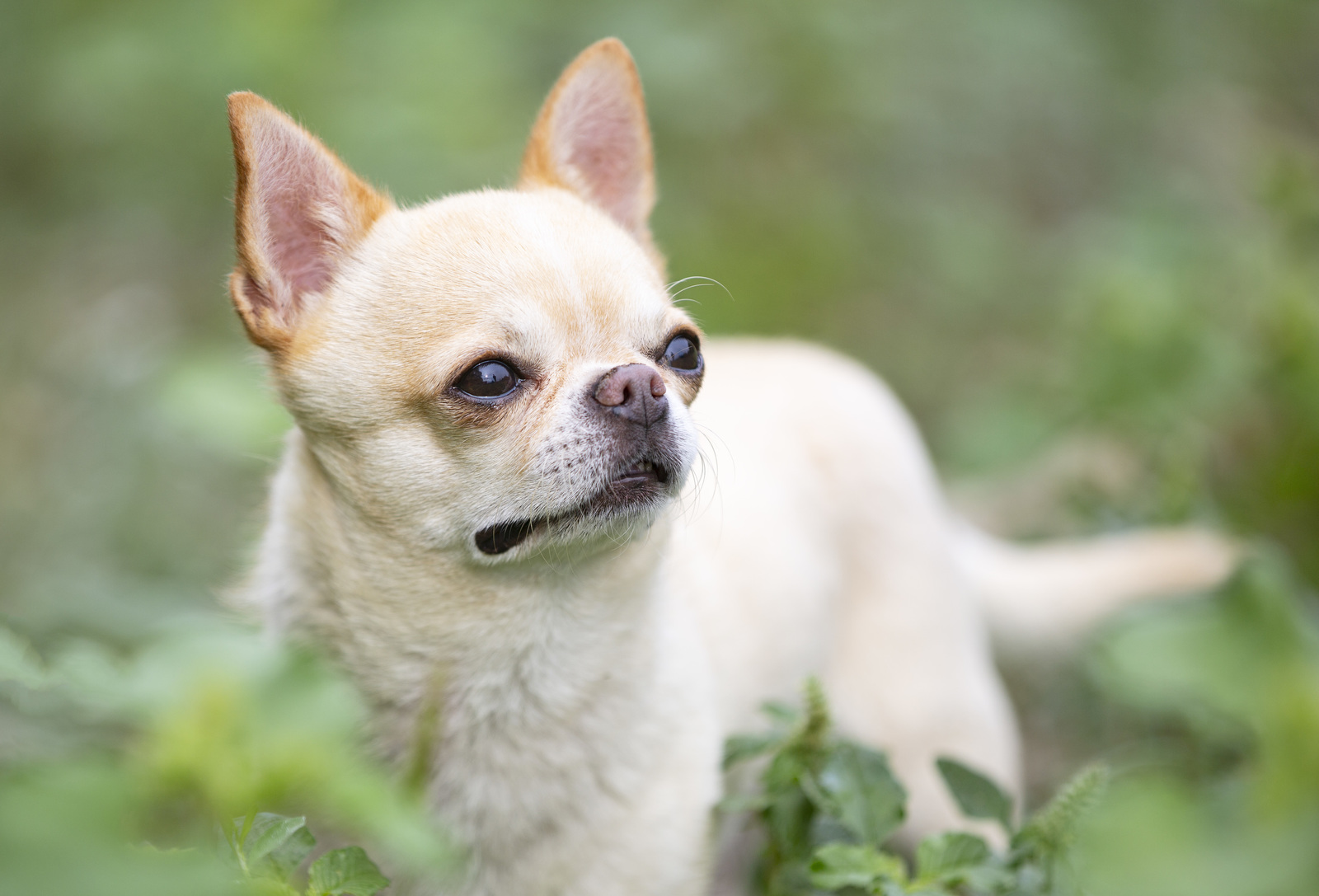 All about chihuahua and australian shepherd breed mix