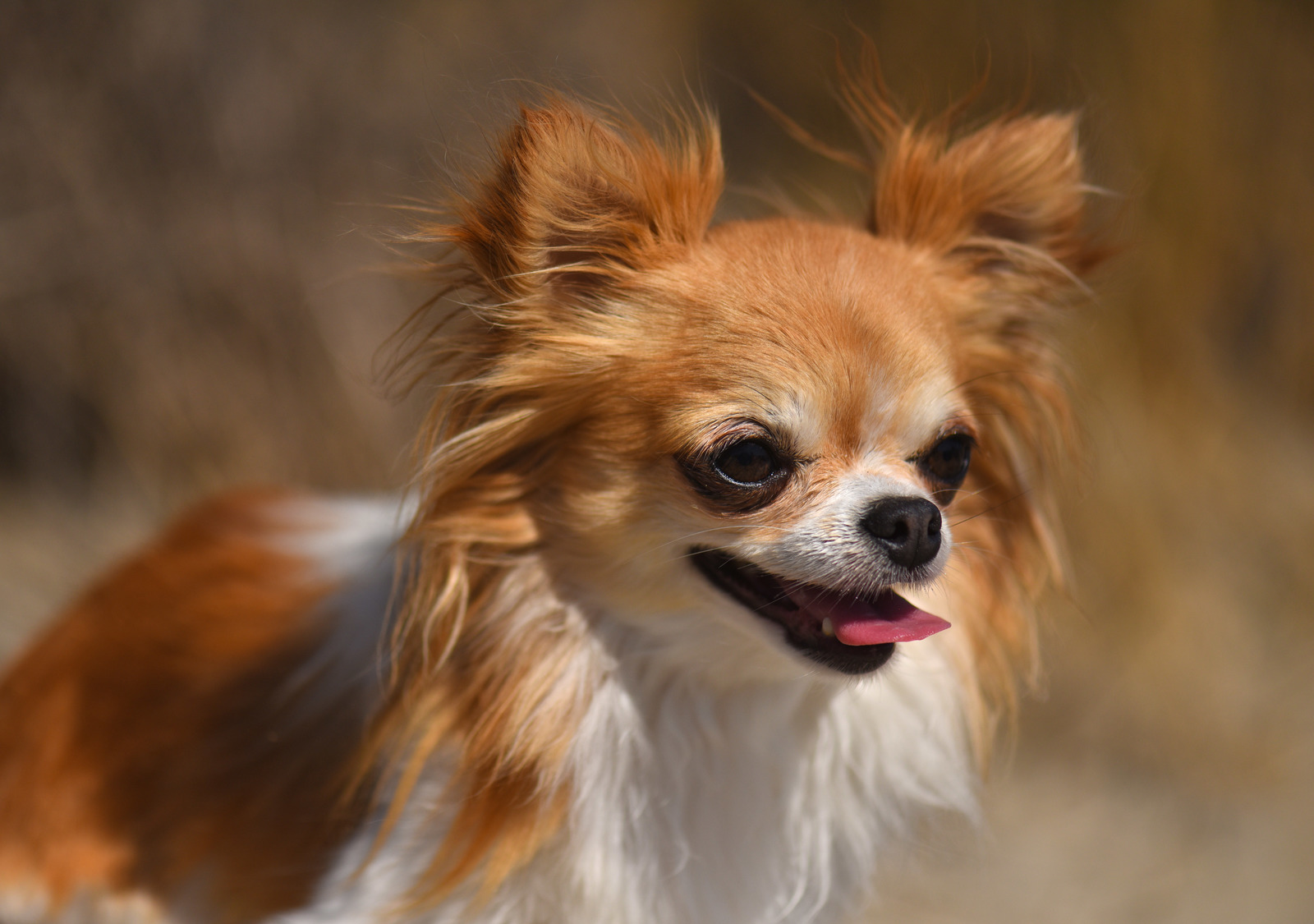 All about chihuahua and dingo breed mix