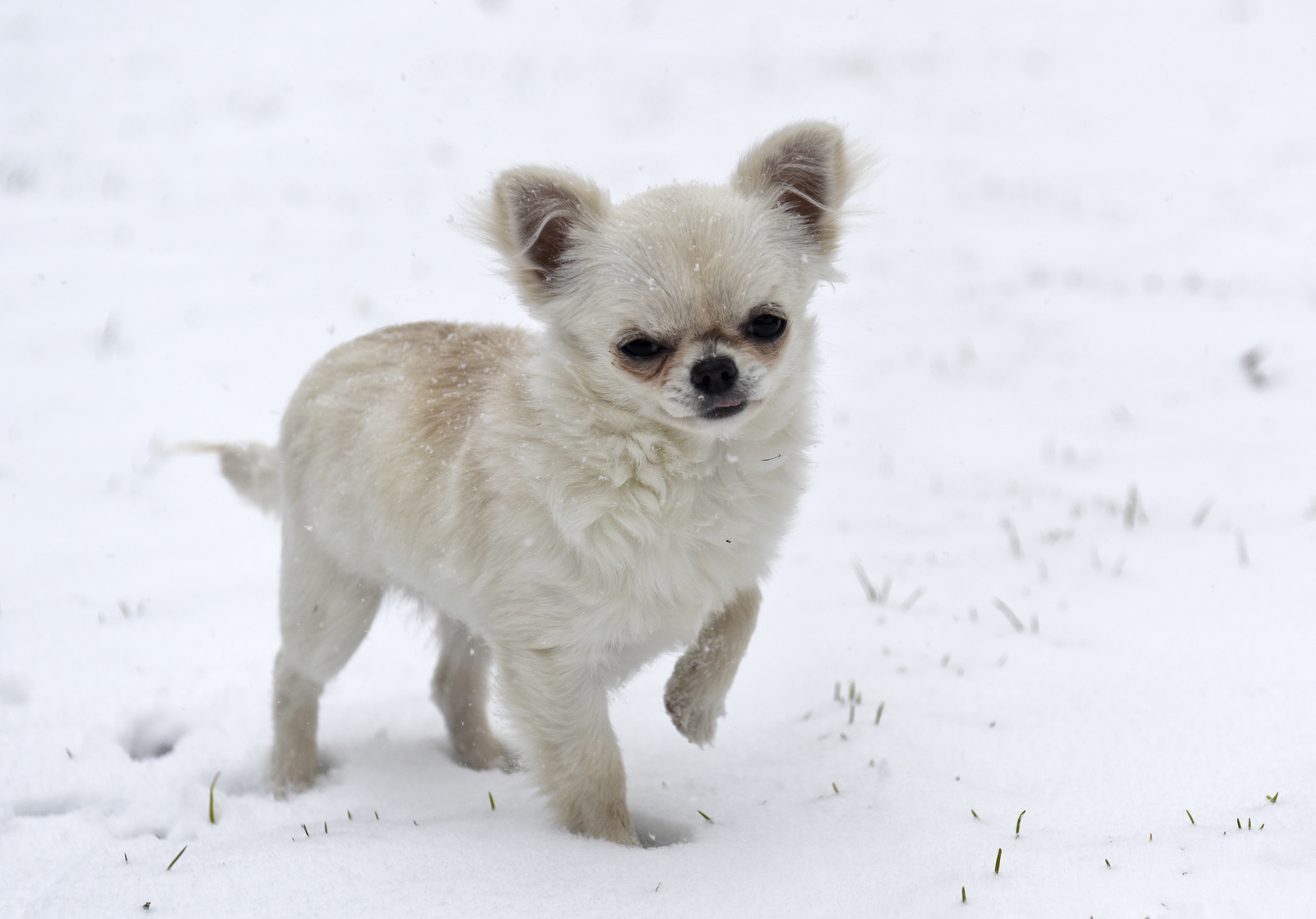 All about chihuahua and havanese breed mix