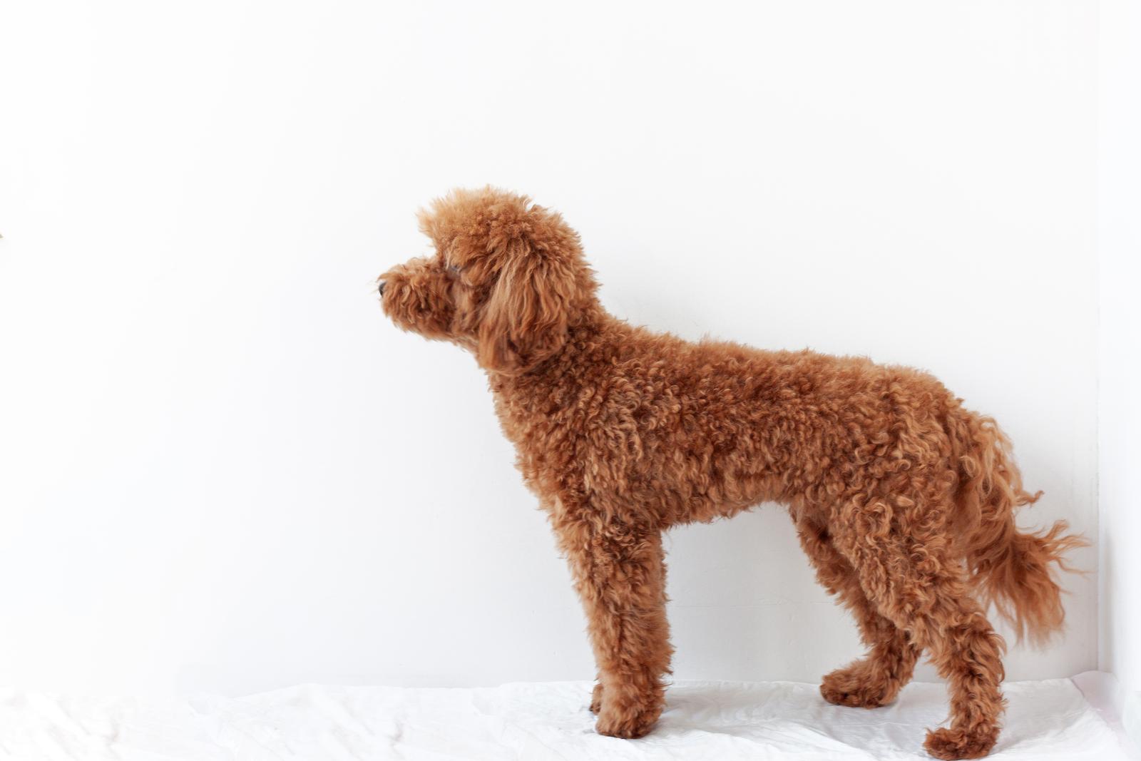 Can a standard poodle live in an apartment?