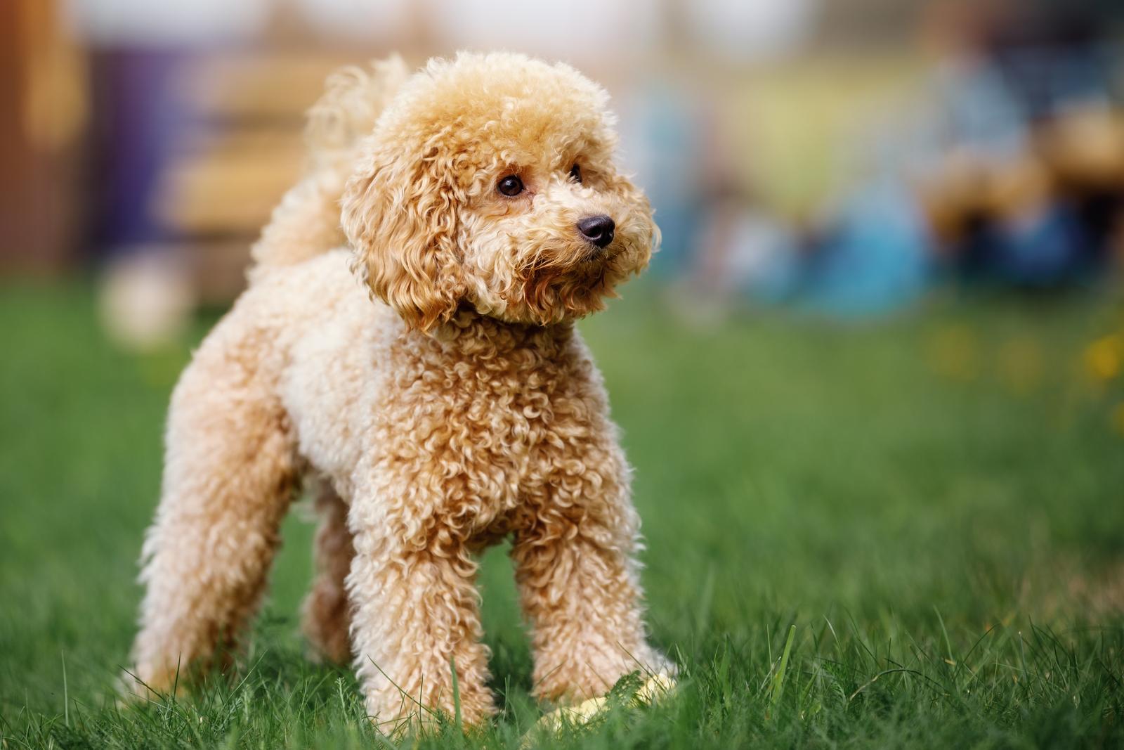 How short can i trim a poodle?