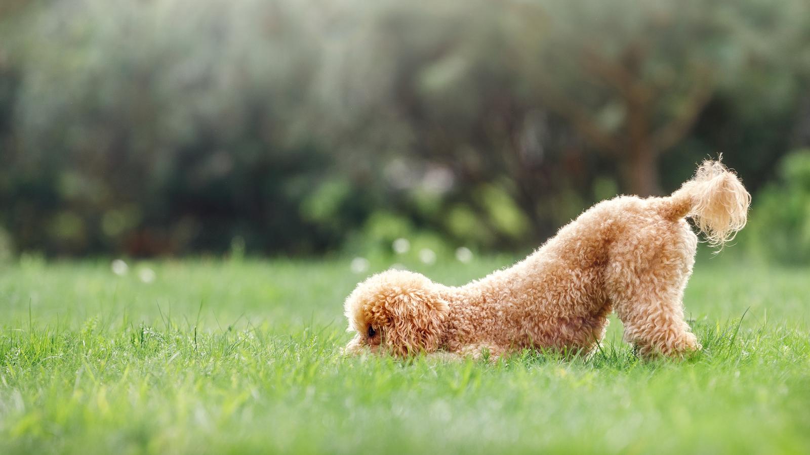 How many commands can a standard poodle have?