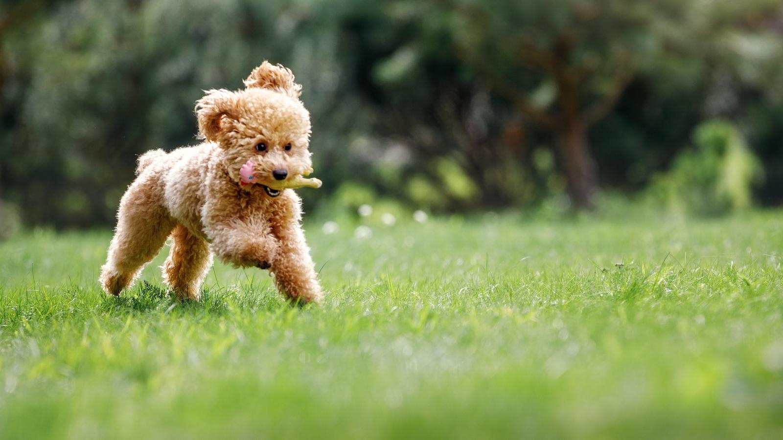 How much benadryl can you give a toy poodle?