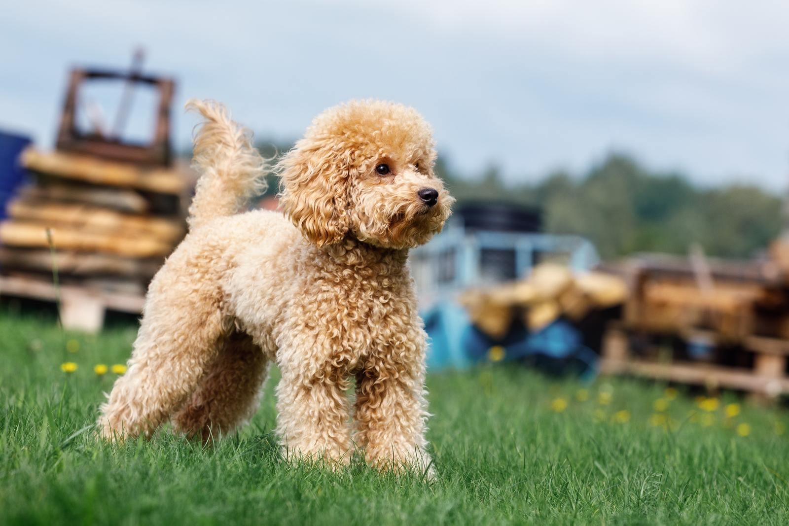 Can a person who has dog allergies get a poodle?