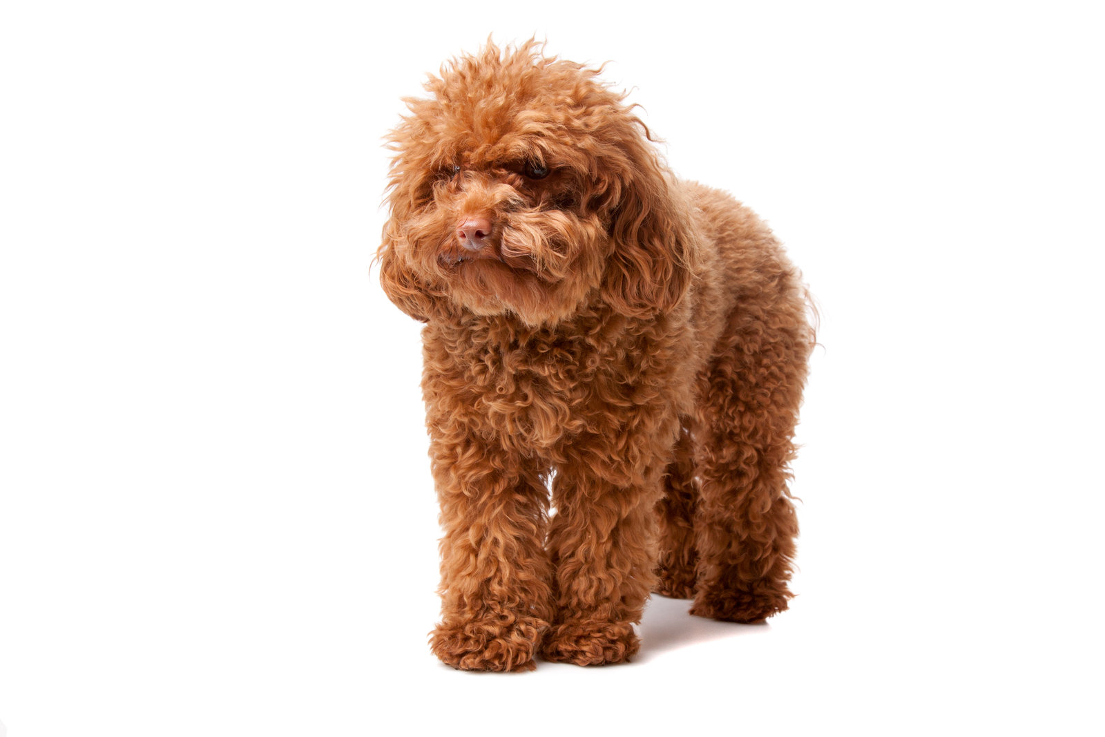 All about poodle and pomeranian breed mix