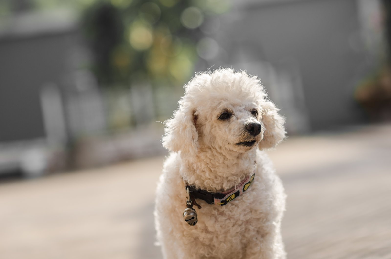 All about poodle and american bulldog breed mix