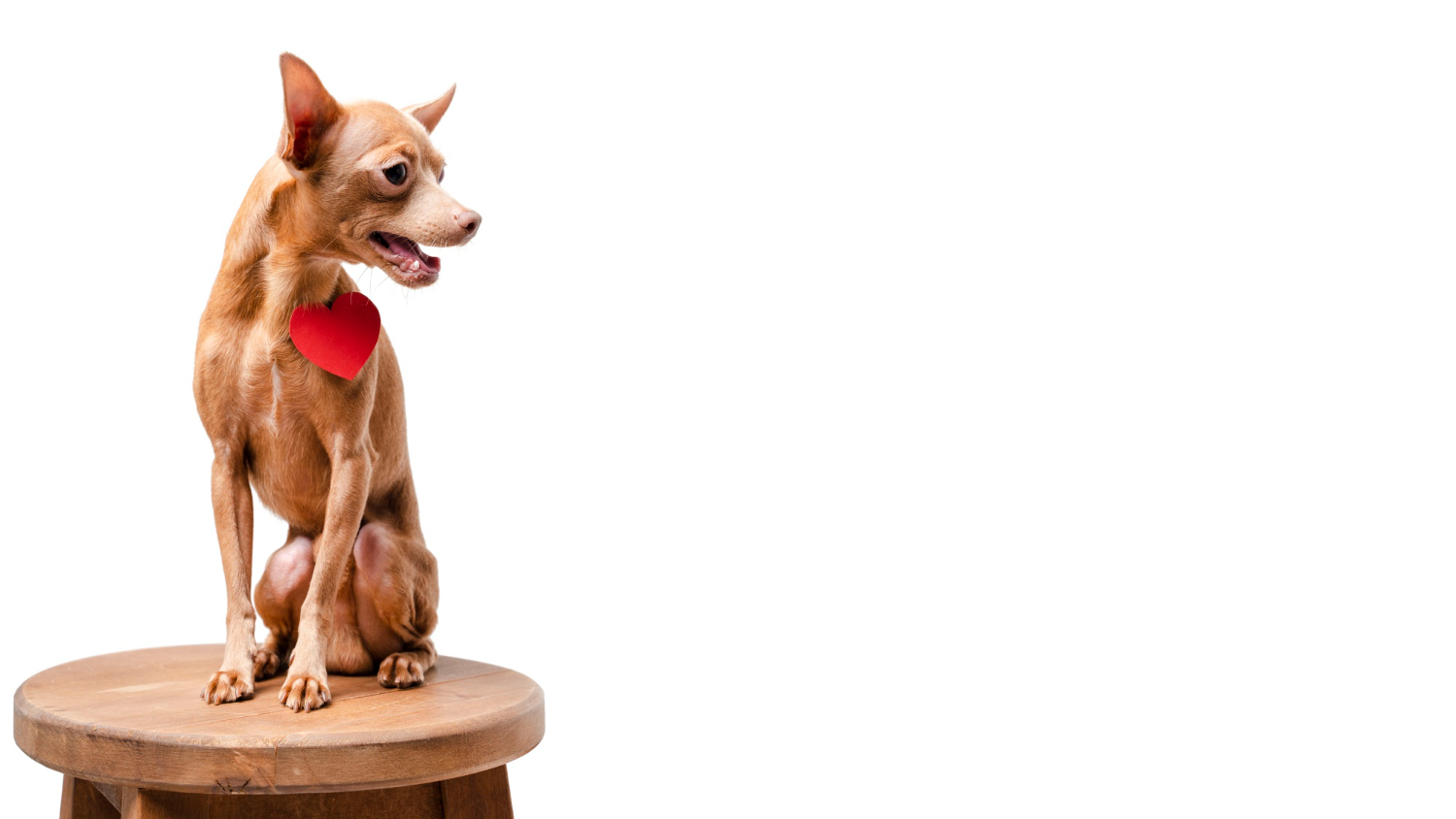 What does a pregnant chihuahua look like?