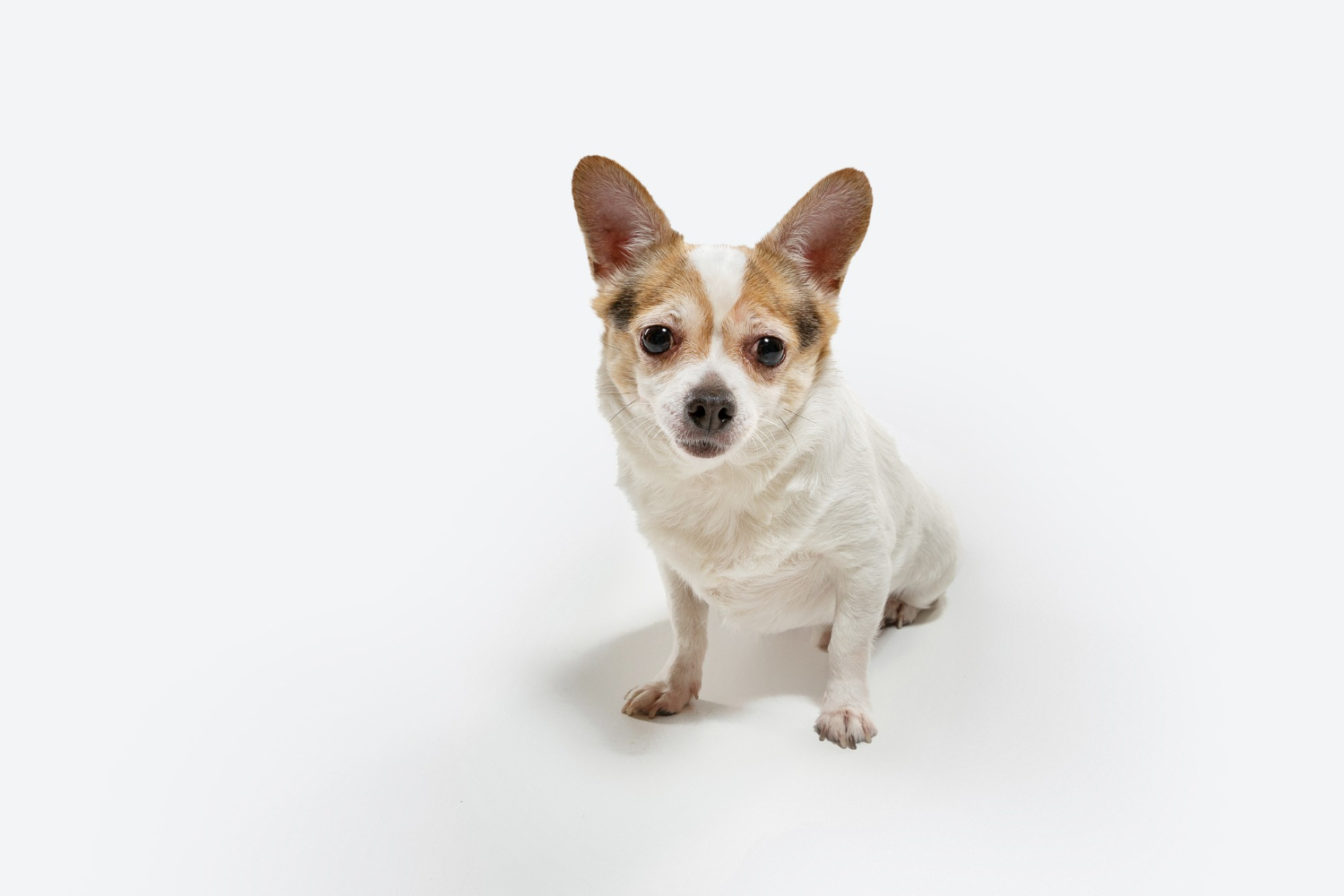 Different types of chihuahua breeds
