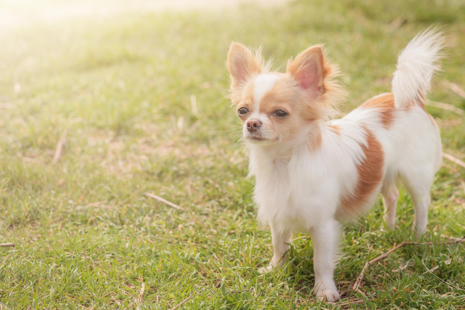 All about chihuahua and maltese breed mix