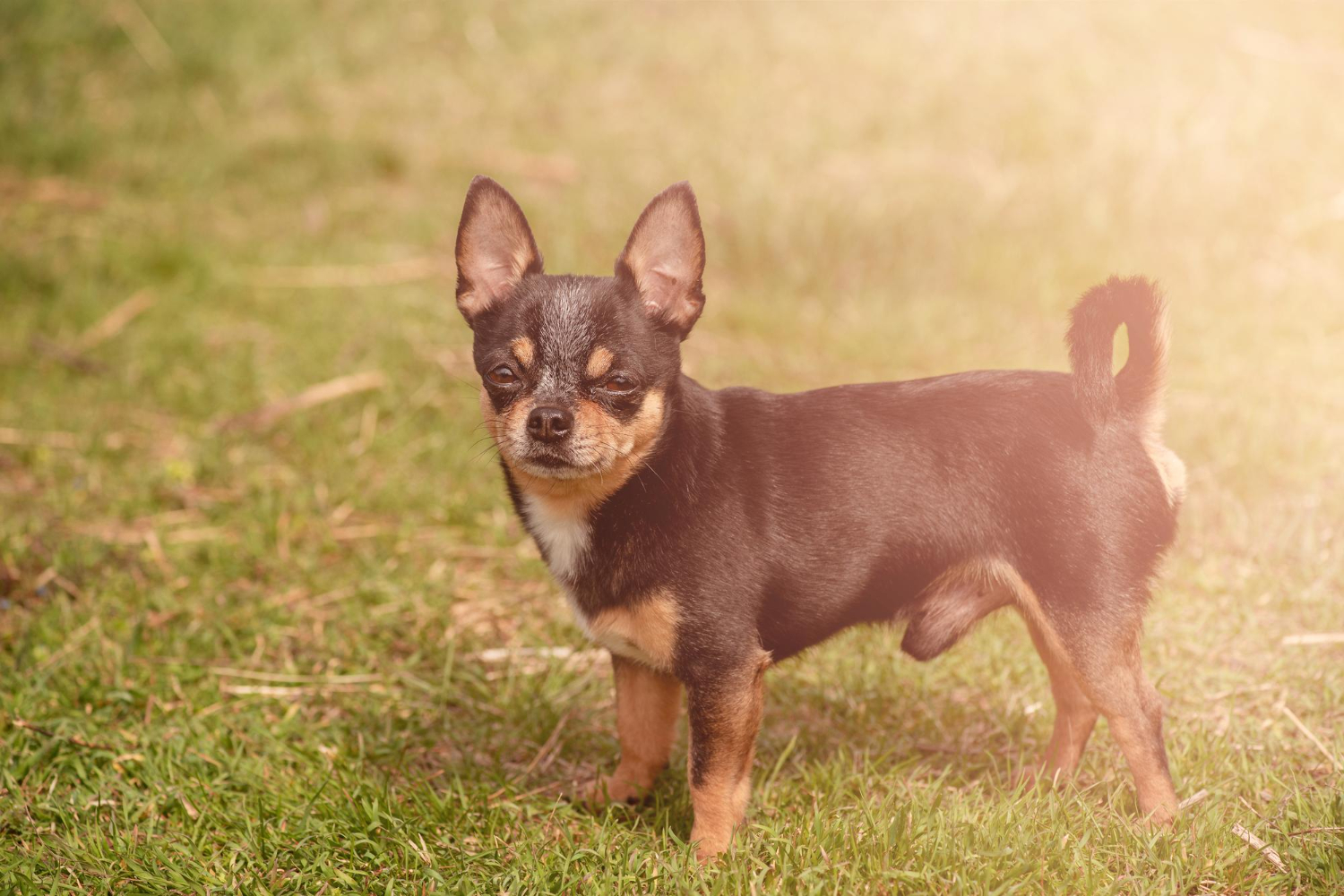 All about chihuahua and jack russel terrier breed mix