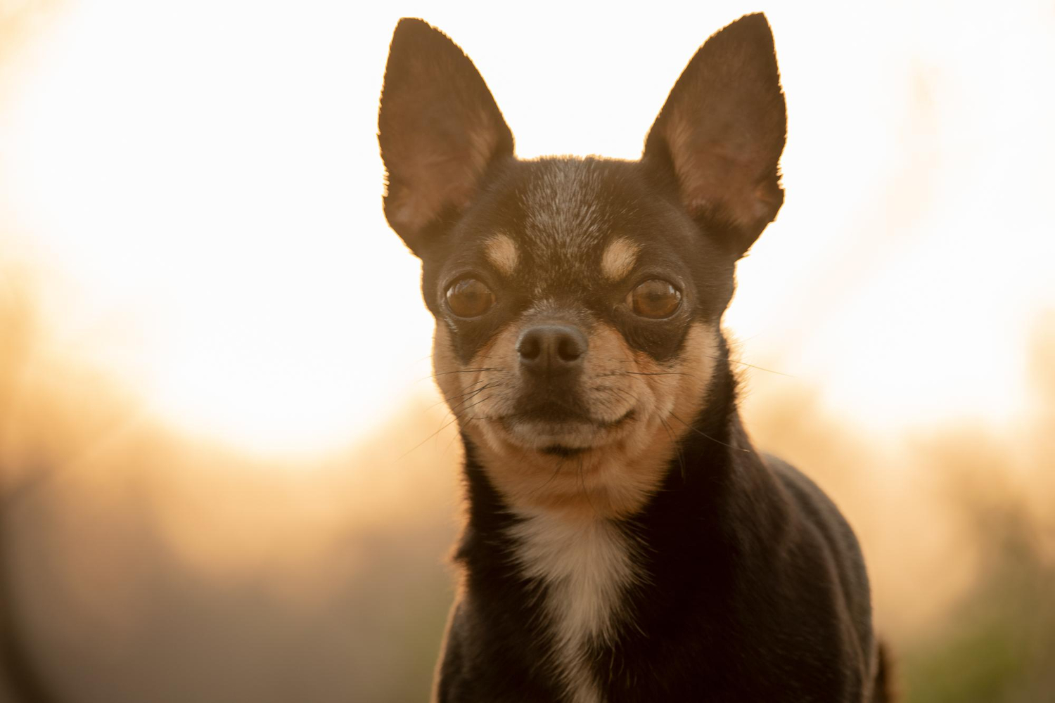 All about chihuahua and fox terrier breed mix