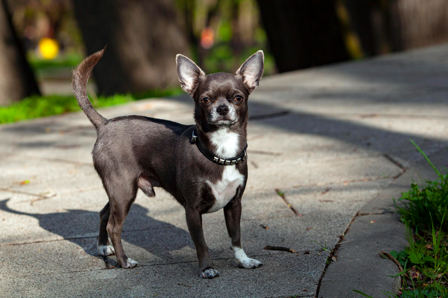 What should i do if my chihuahua is overweight