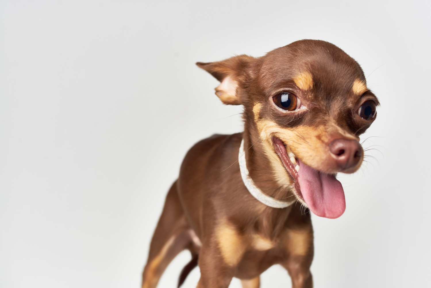 Can a chihuahua die from a seizure?