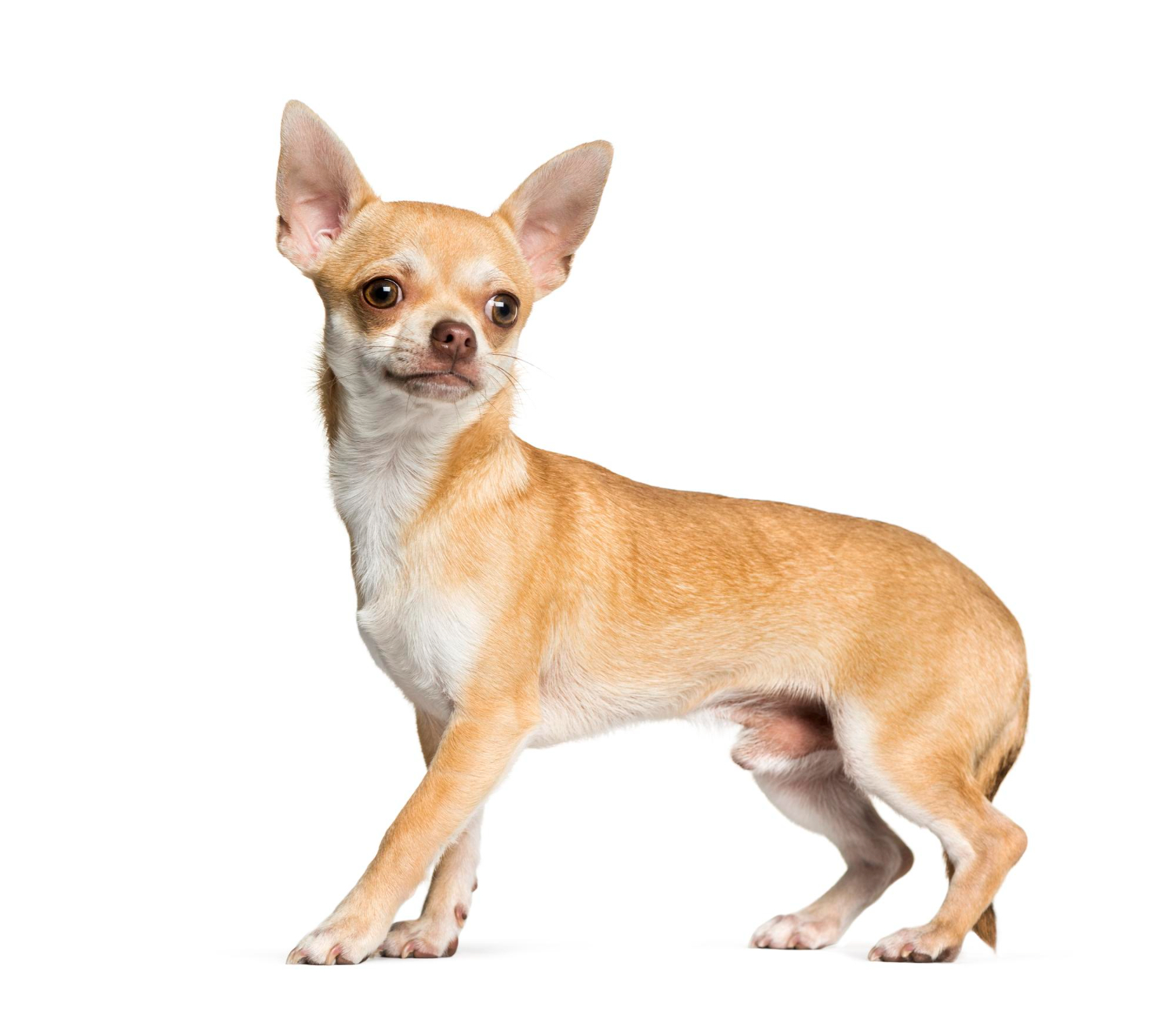 All about chihuahua and miniature pitbull breed mix