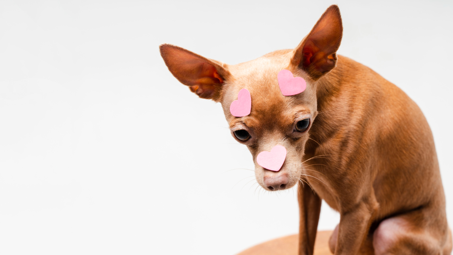 Chihuahua dog brain size