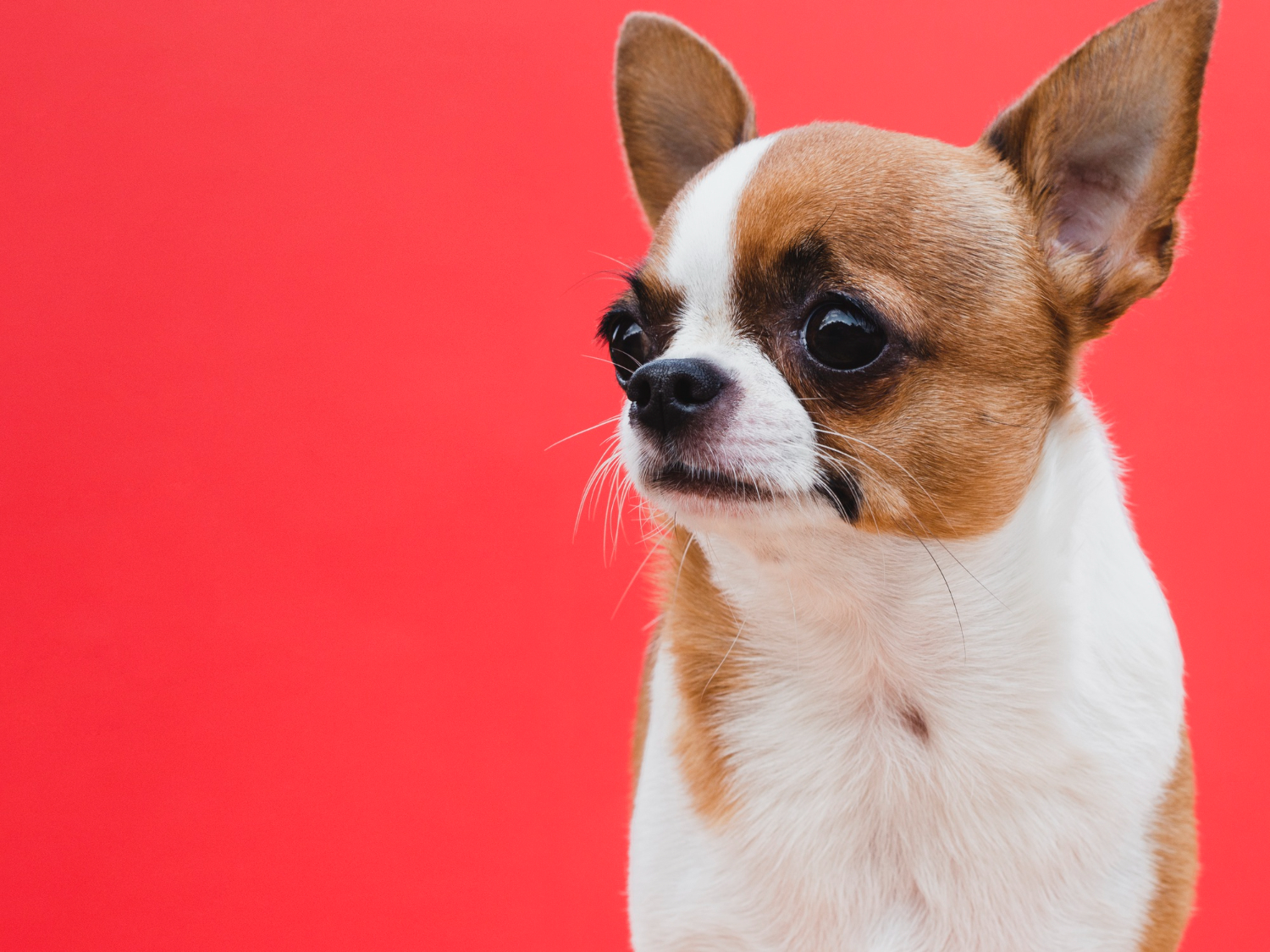 What is a good temperature for a chihuahua dog?