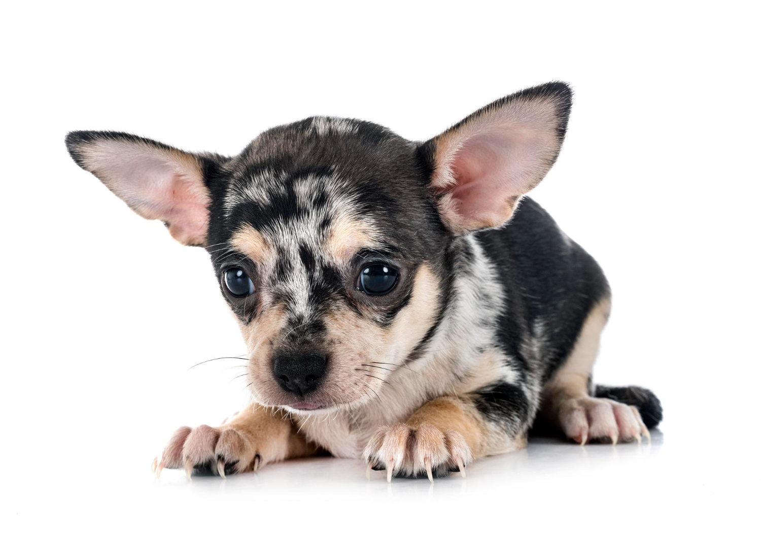 All about chihuahua and yorkshire terrier breed mix