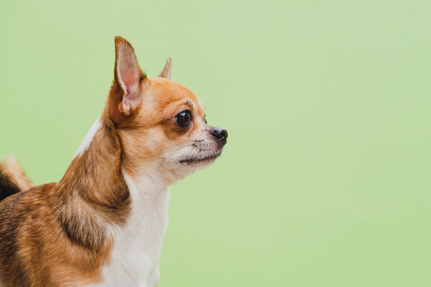 How to get my chihuahua to stop barking?